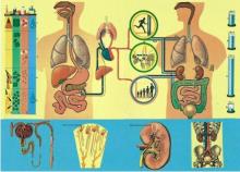 Anyagcsere folyamata